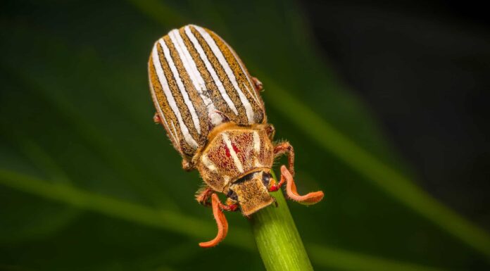 Scarabeo di giugno a dieci righe
