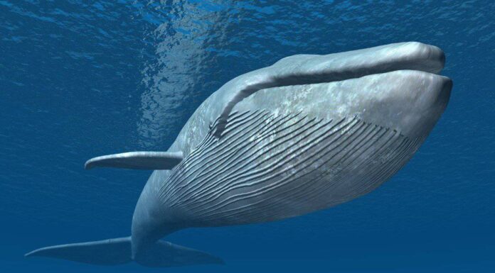 Scheletro di balenottera azzurra: 6 fatti divertenti
