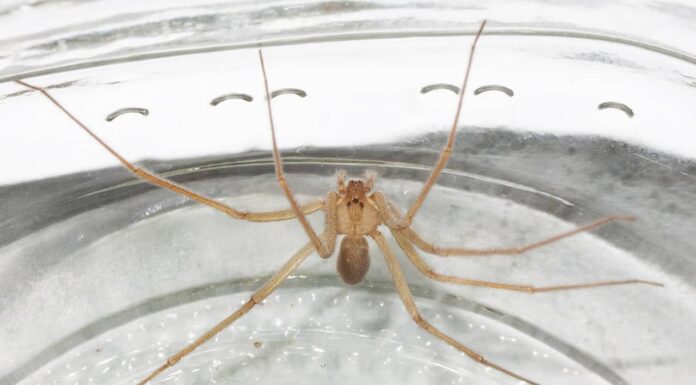 Scopri 6 ragni che abitano nel deserto
