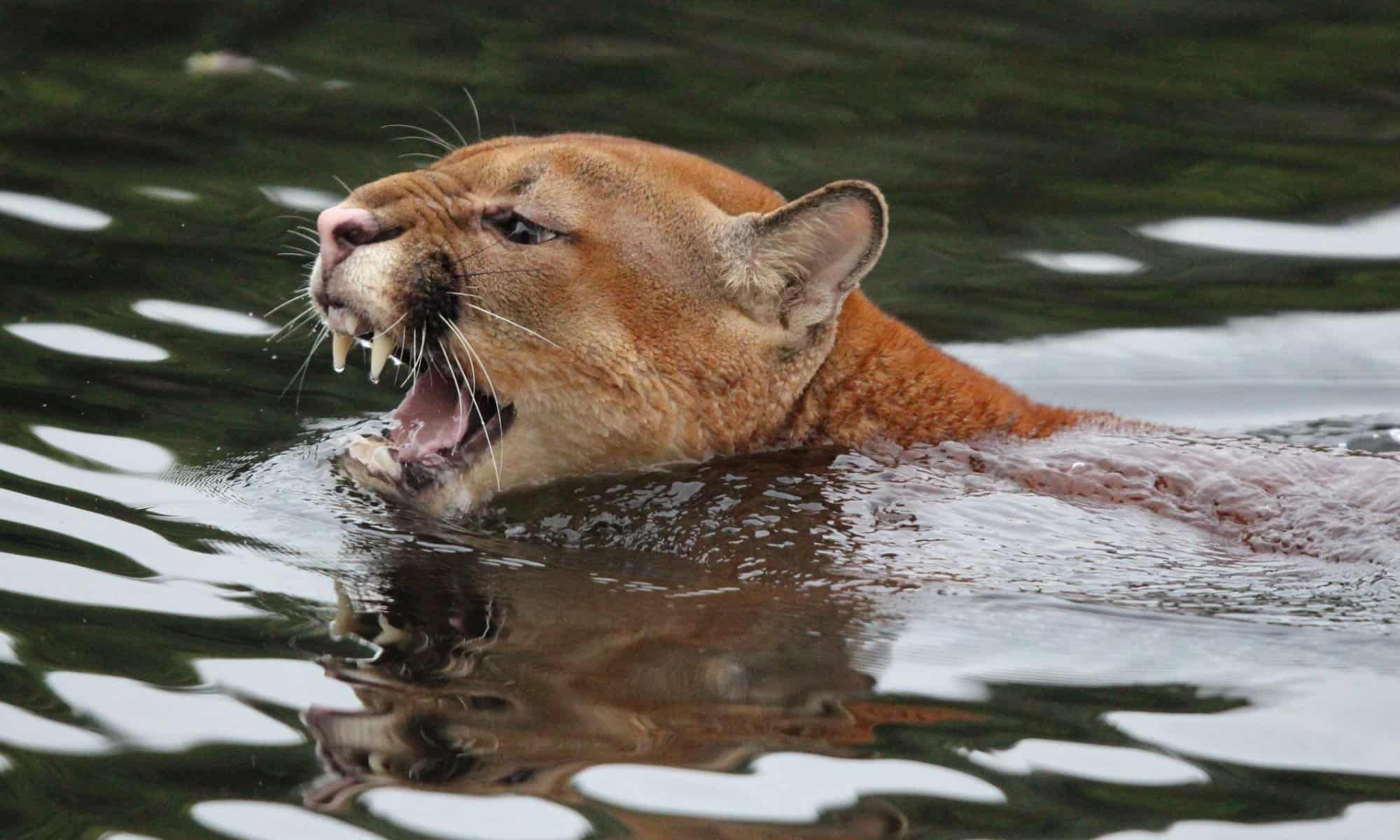 Scopri i 15 migliori animali in assoluto su Internet oggi