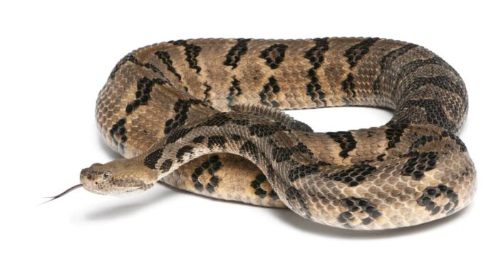 Scopri i 2 serpenti più grandi e pericolosi del Connecticut quest'estate
