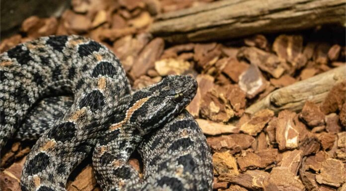 Rattlesnakes While HIking - Timber Rattlesnake