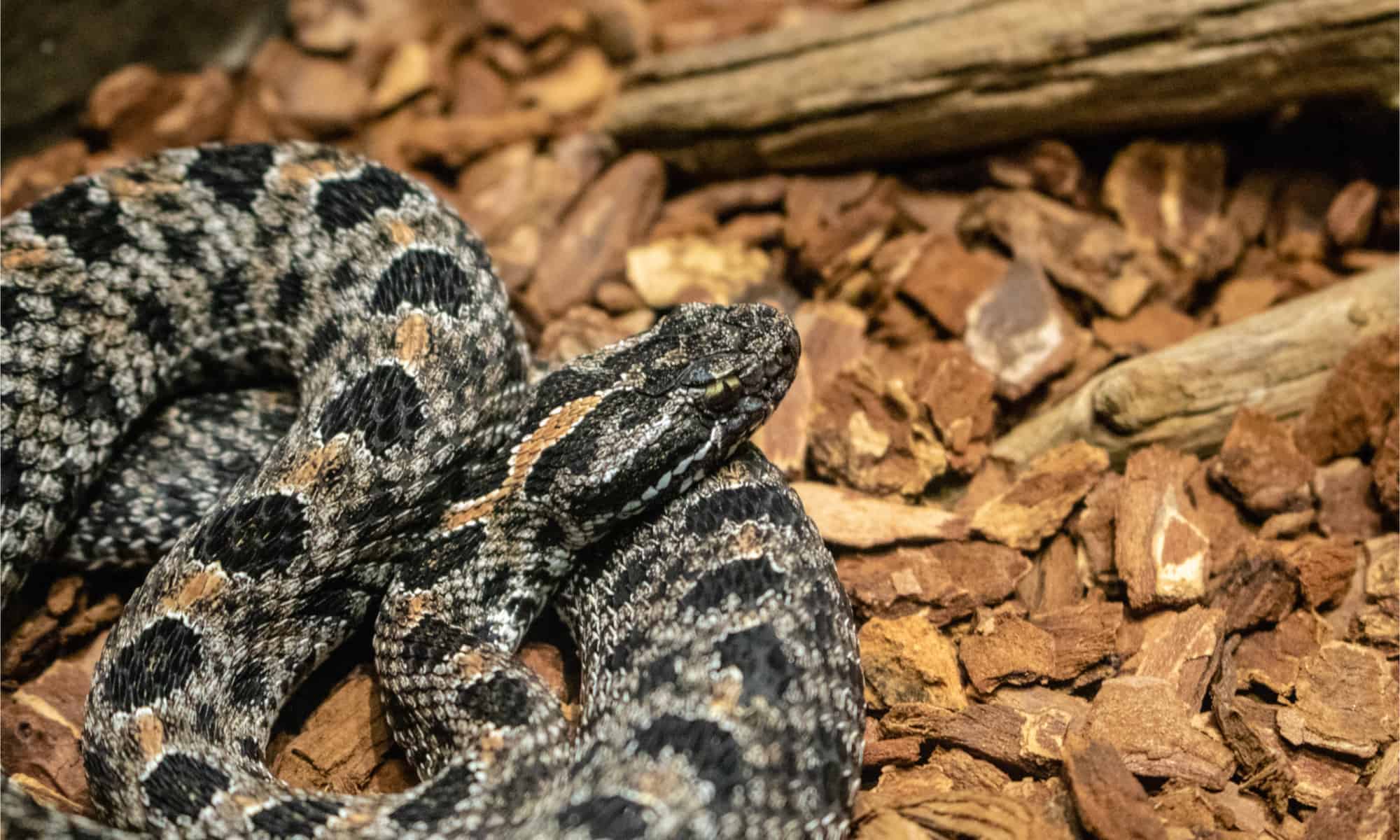 Rattlesnakes While HIking - Timber Rattlesnake