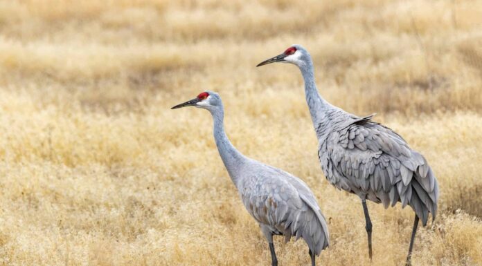 Scopri i 7 animali più grandi del Wisconsin e dove li troverai

