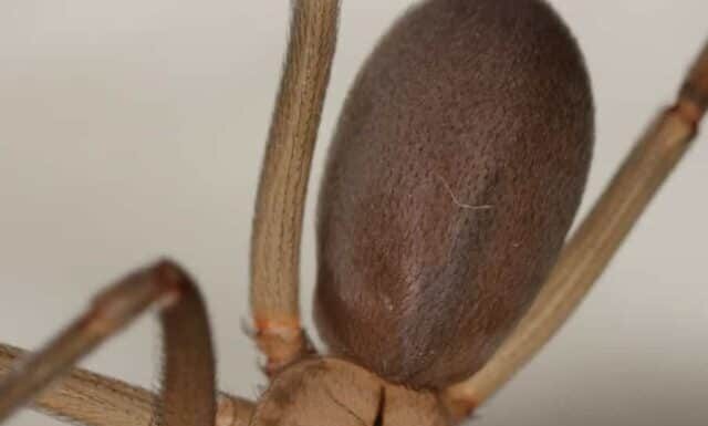 Scopri i primi cinque ragni più grandi e pericolosi del Nebraska quest'estate!
