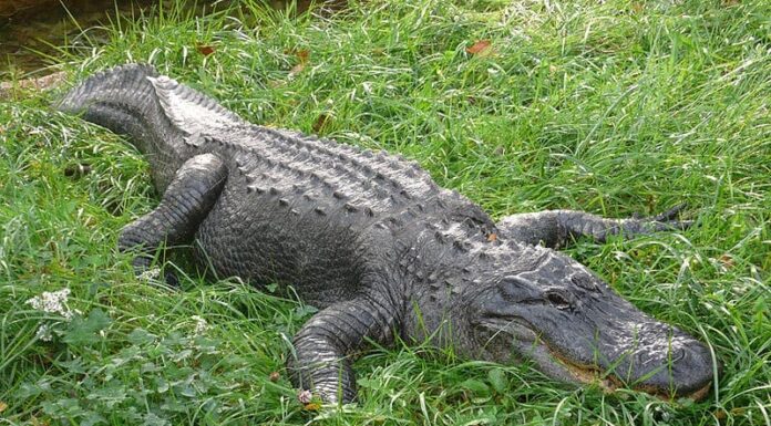Scopri il più grande alligatore mai trovato nella Carolina del Nord
