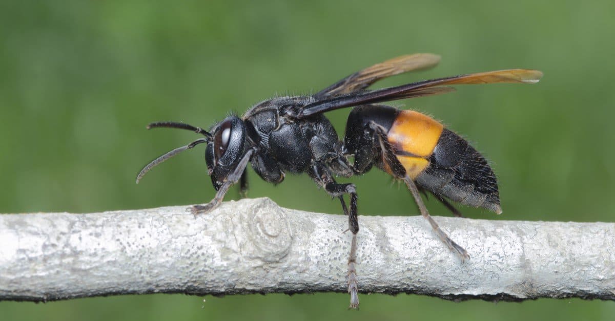 Asian Giant Hornet