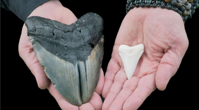 A The 8 Best Children&rsquo;s Books About Sharks Available Today