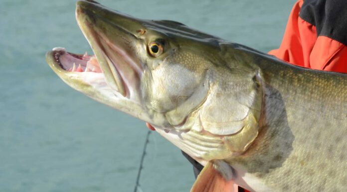 A The 8 Best Children&rsquo;s Books About Sharks Available Today