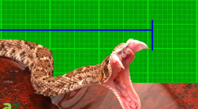 Scopri il più grande serpente a sonagli Diamondback occidentale mai registrato
