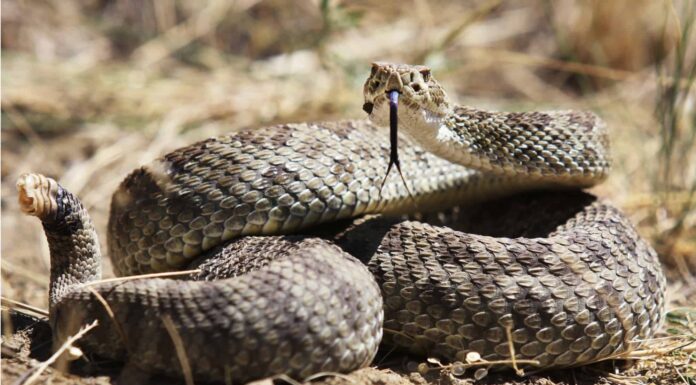 Scopri il più grande serpente a sonagli della prateria mai registrato!
