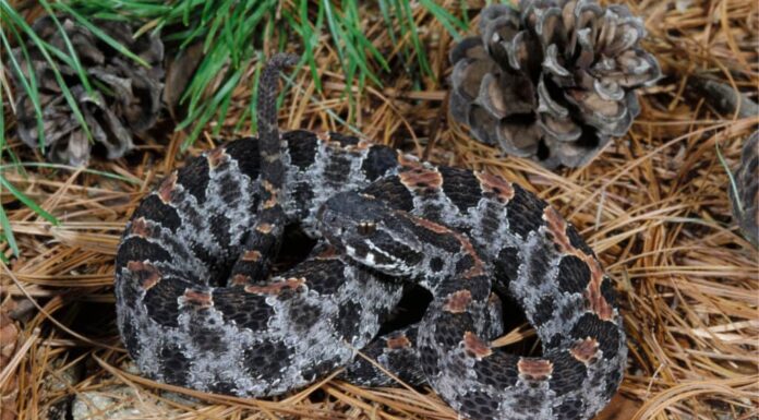 Scopri il più grande serpente a sonagli pigmeo mai trovato
