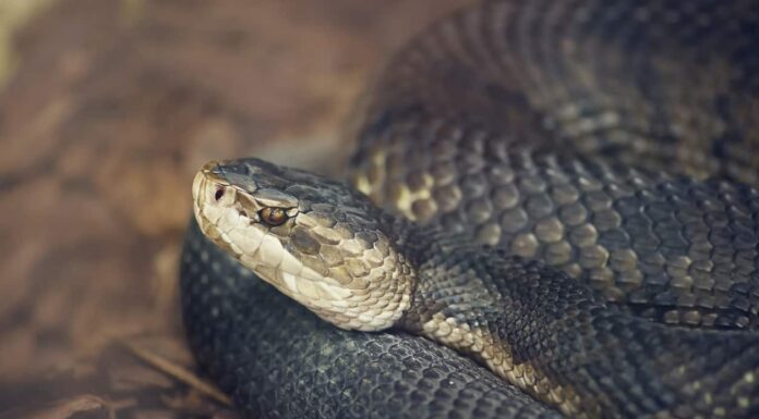 Guarda un alligatore lanciare un attacco furtivo su un serpente Cottonmouth e divorarlo
