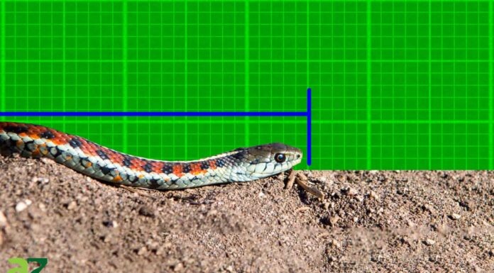 Scopri il più grande serpente giarrettiera mai registrato
