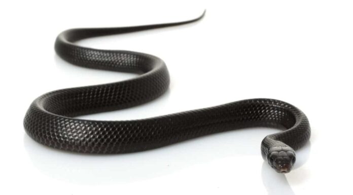 Eastern Indigo Snake lying on sand. Some of these snakes have cream or orange-red on its cheeks, chin, and throat.