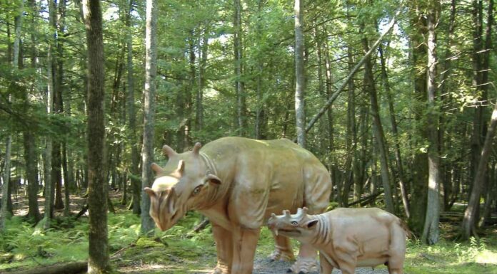 Life-size models of an adult and a young Uintatherium