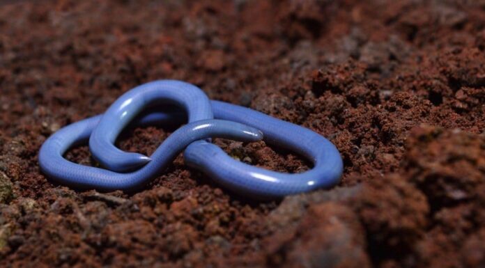 Scopri il tipo più piccolo di serpente trovato in America
