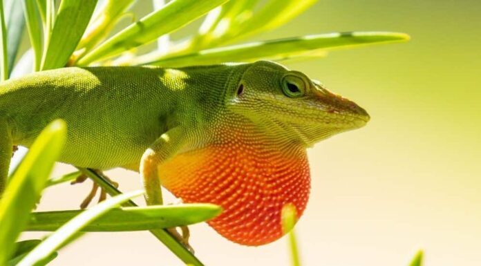  Cosa mangiano le anole verdi?  Gli alimenti principali nella loro dieta
