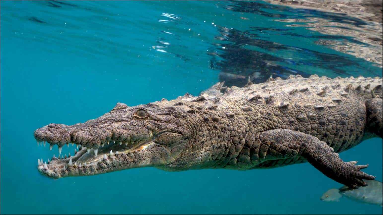 Saltwater crocodiles are known for hunting even huge sharks! They are the real predators in the Ocean.