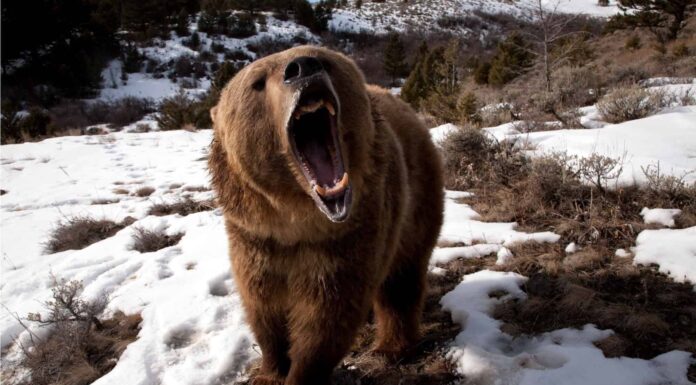 Grizzly