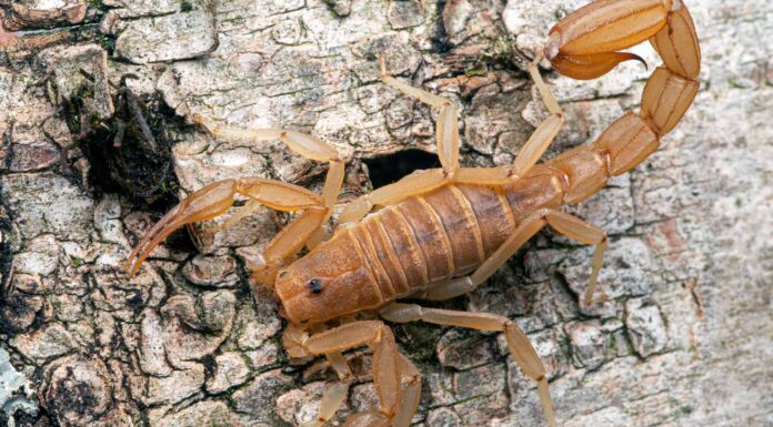 Scorpioni a Las Vegas, Nevada
