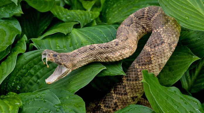 Guarda una GoPro che cade in una fossa di serpenti a sonagli e crea una fabbrica da incubo
