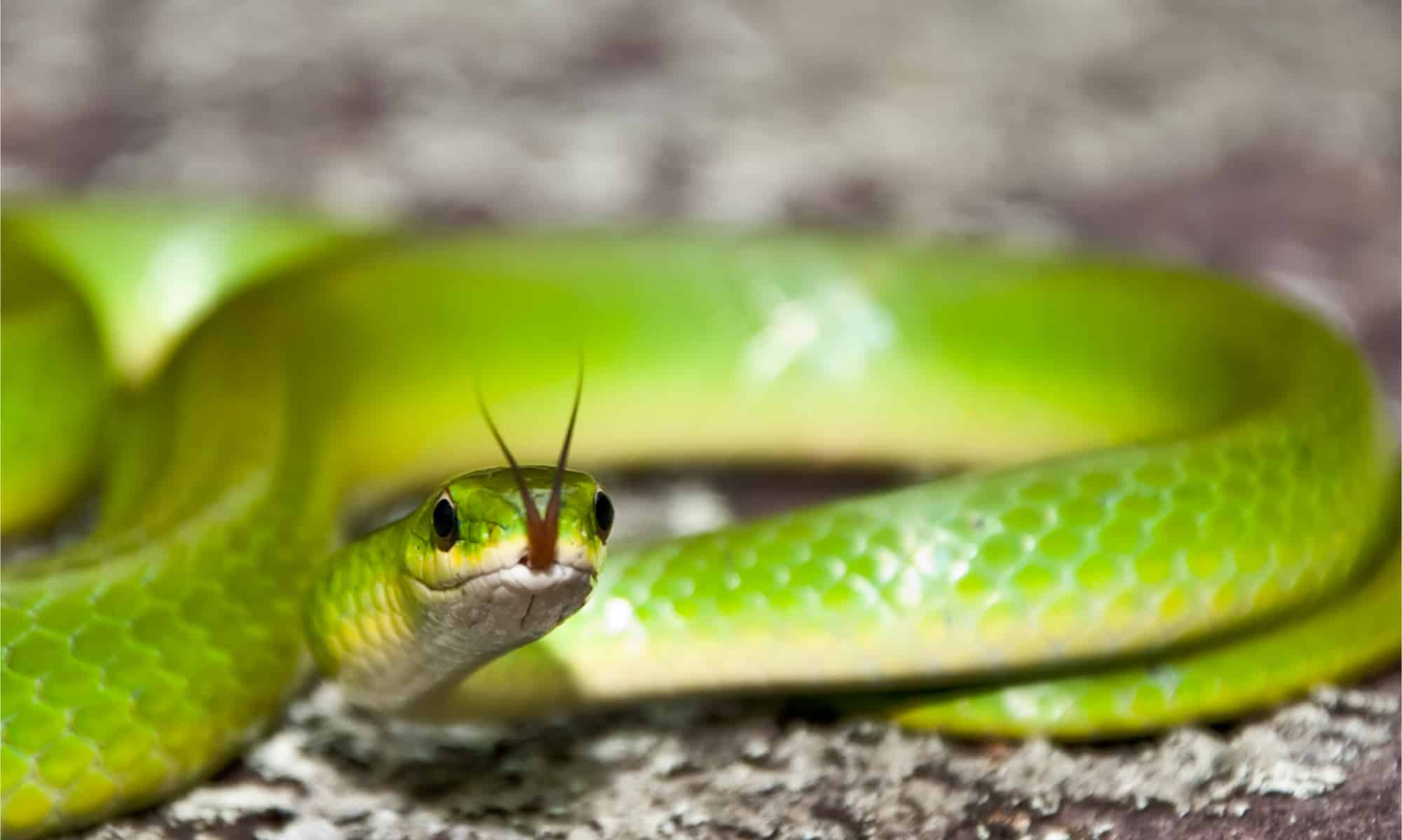 Serpente verde liscio