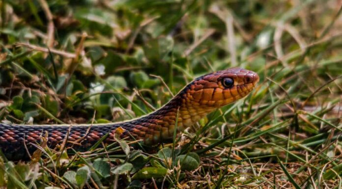 Serpenti giarrettiera in Oregon: quali specie vivono lì?
