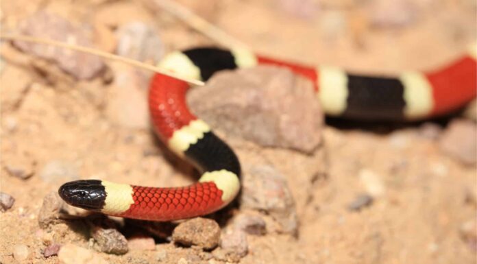 Serpenti vicino ad Atlanta, Georgia: 6 serpenti a cui prestare attenzione
