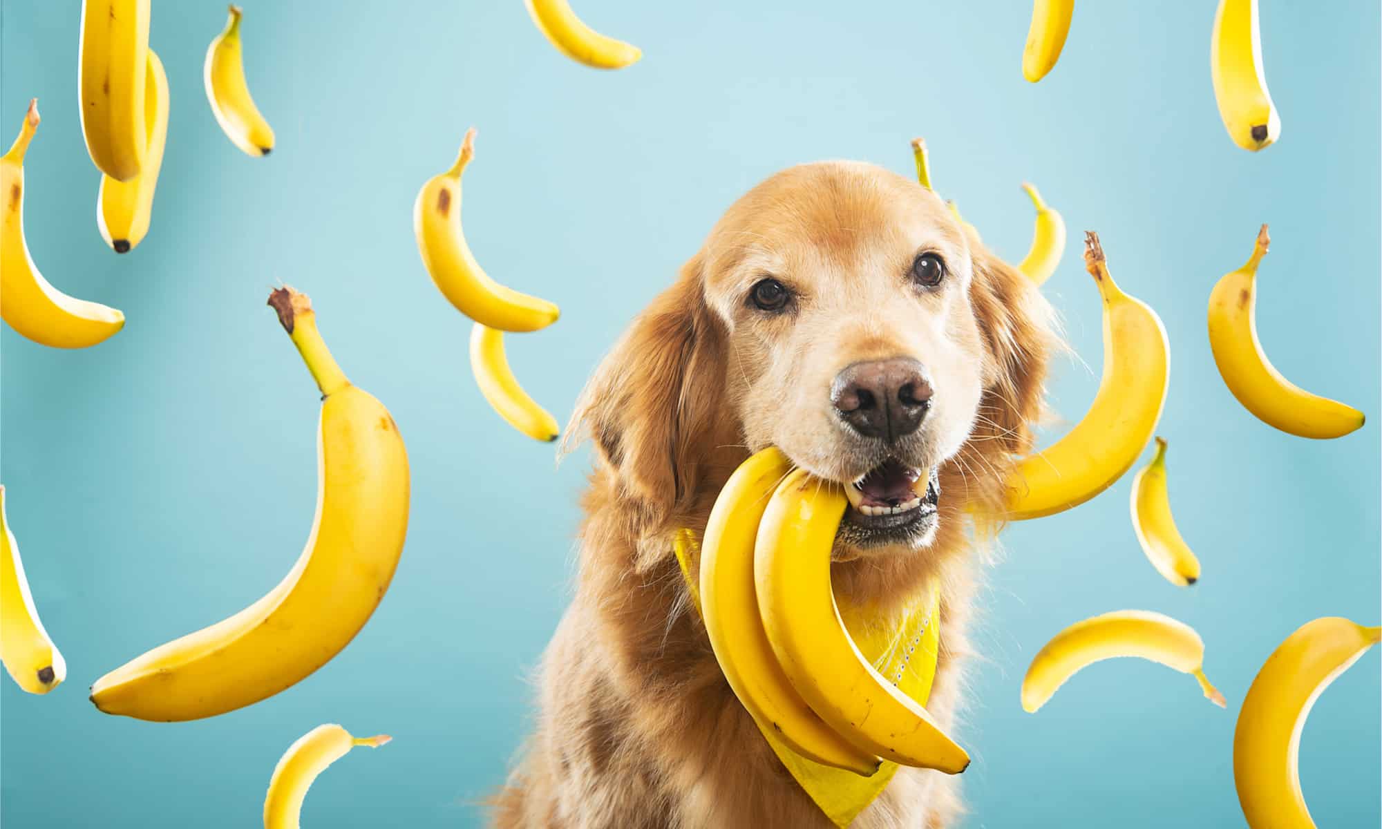 Sì, i cani possono mangiare le banane!  Ecco perché