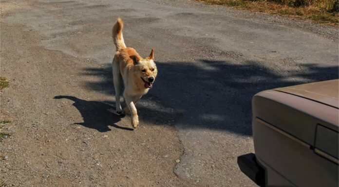 Spiegato: perché il tuo cane insegue le auto
