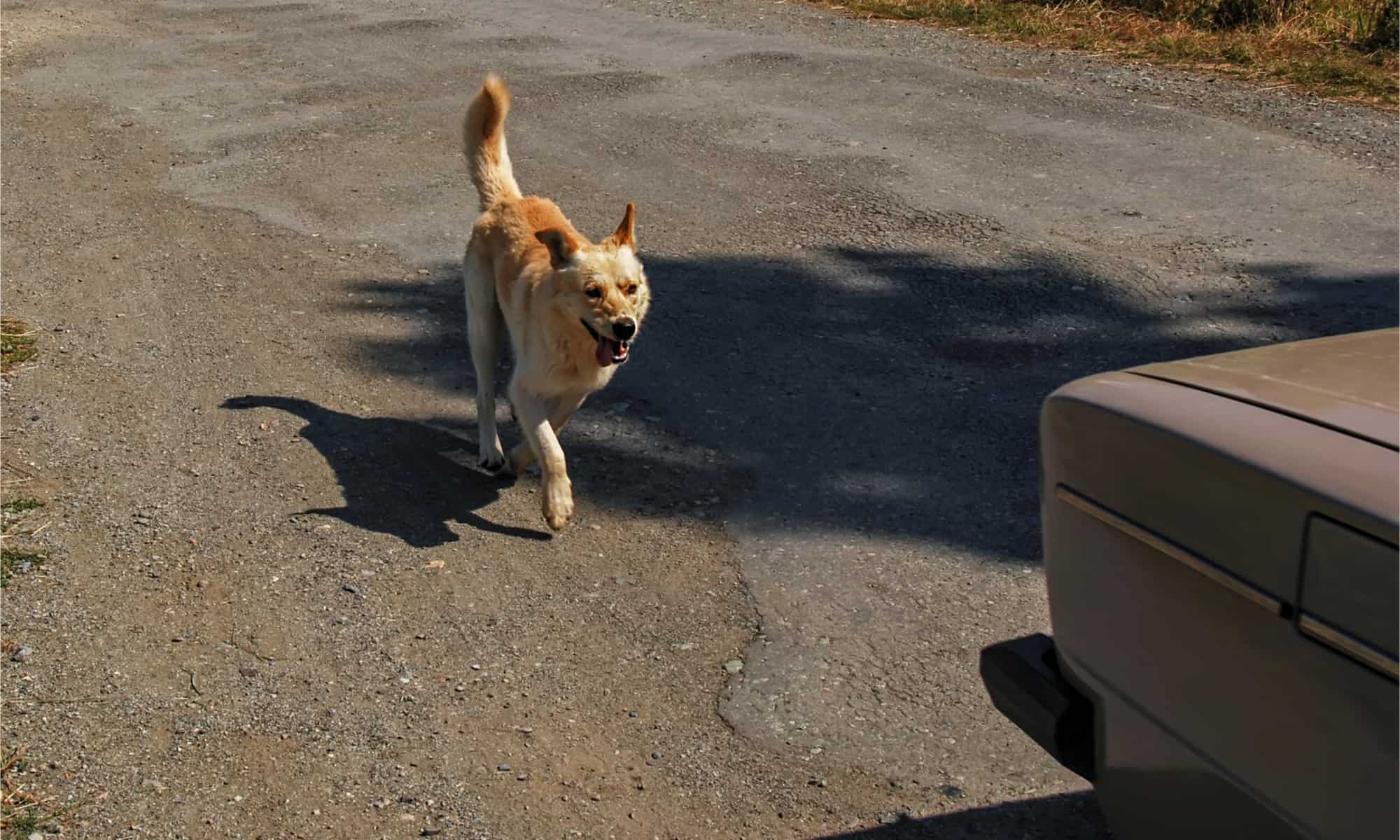 Spiegato: perché il tuo cane insegue le auto