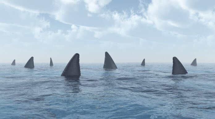 Squali a pochi piedi dalla costa Spark Fear a Neptune Beach in Florida
