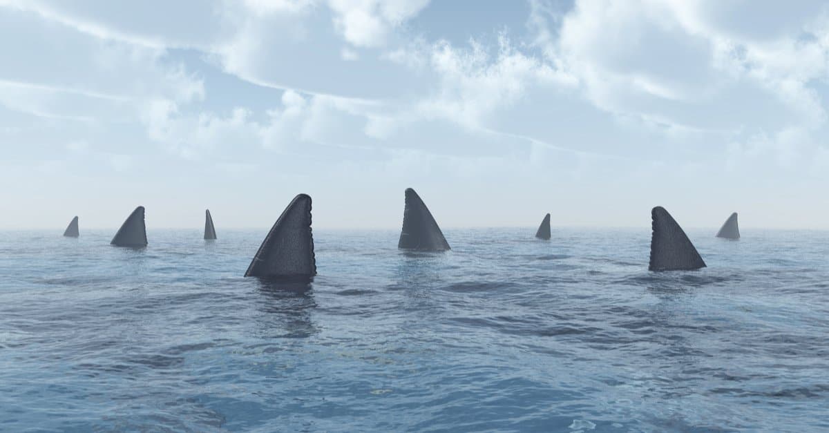 Squali a pochi piedi dalla costa Spark Fear a Neptune Beach in Florida