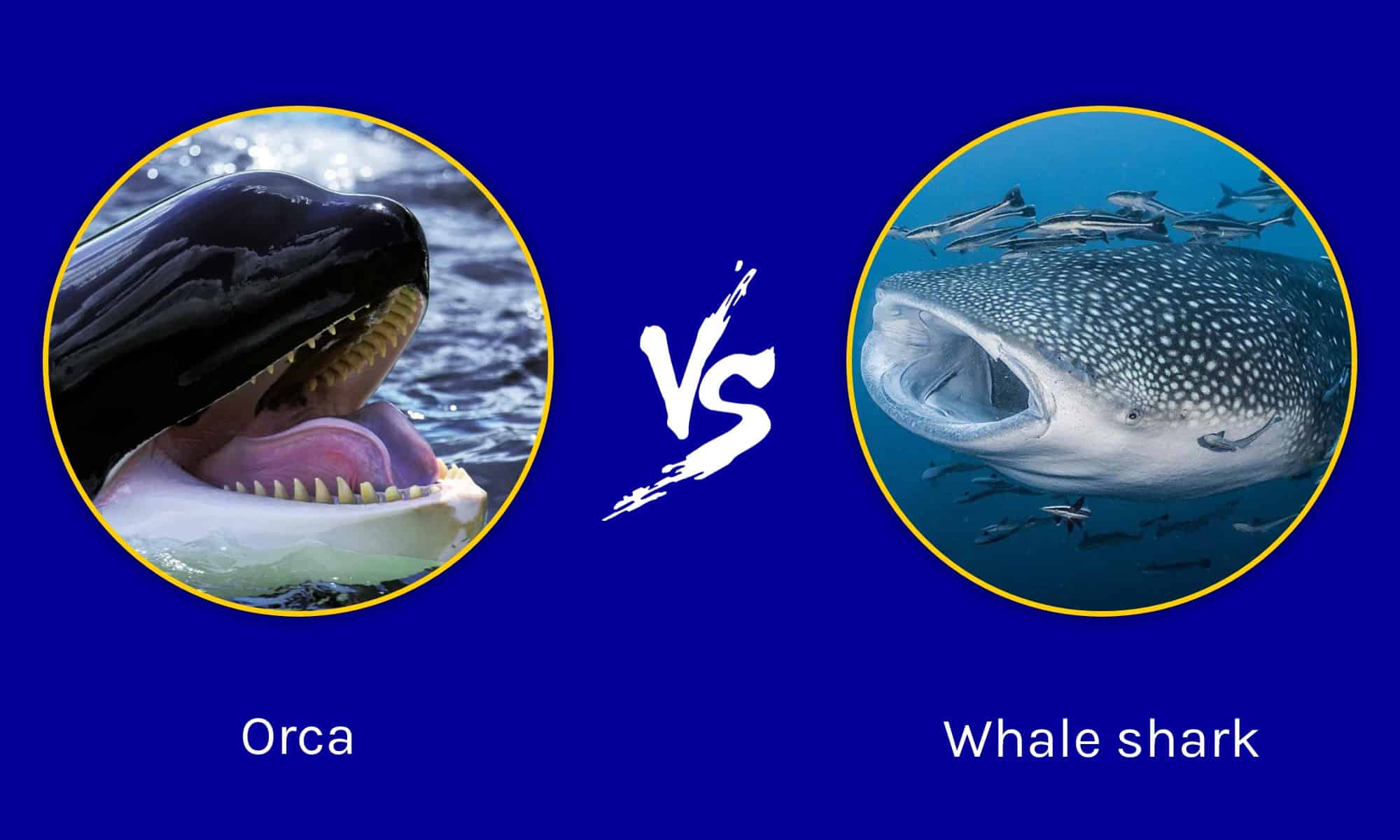 Squalo balena vs Orca: quali sono le differenze?