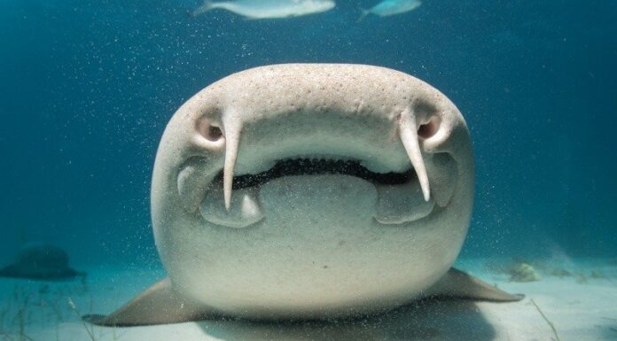 Squalo infermiera vs Squalo infermiera grigio: spiegate le principali differenze
