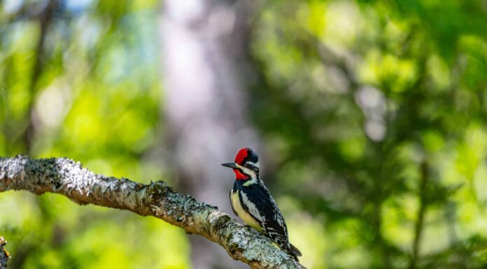 Succhiasangue dal ventre giallo
