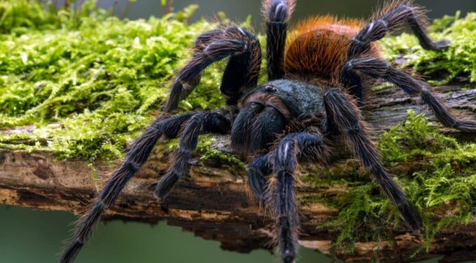 Tarantola blu bottiglia verde

