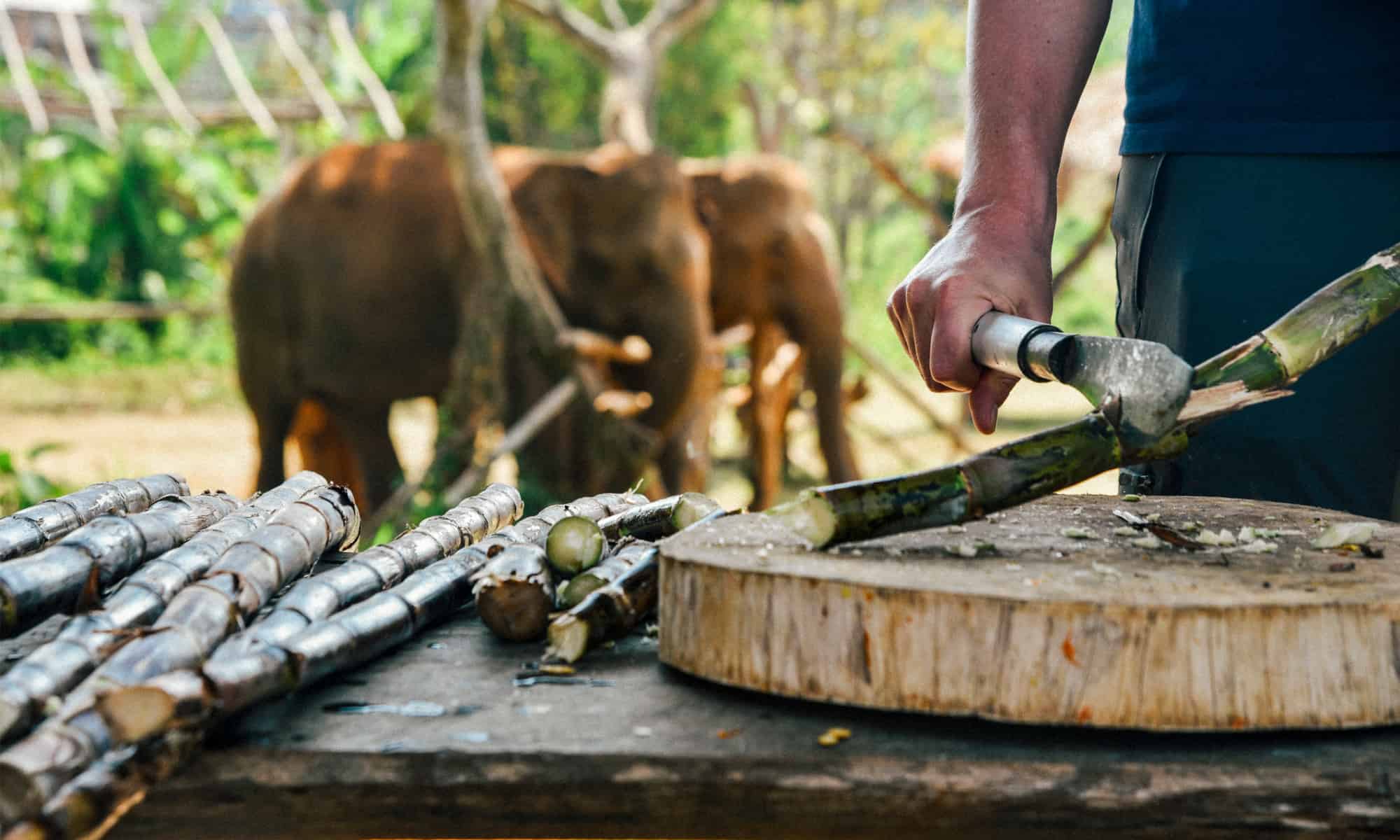 This Bold Elephant Casually Steals Sugar Cane Straight off a Truck!