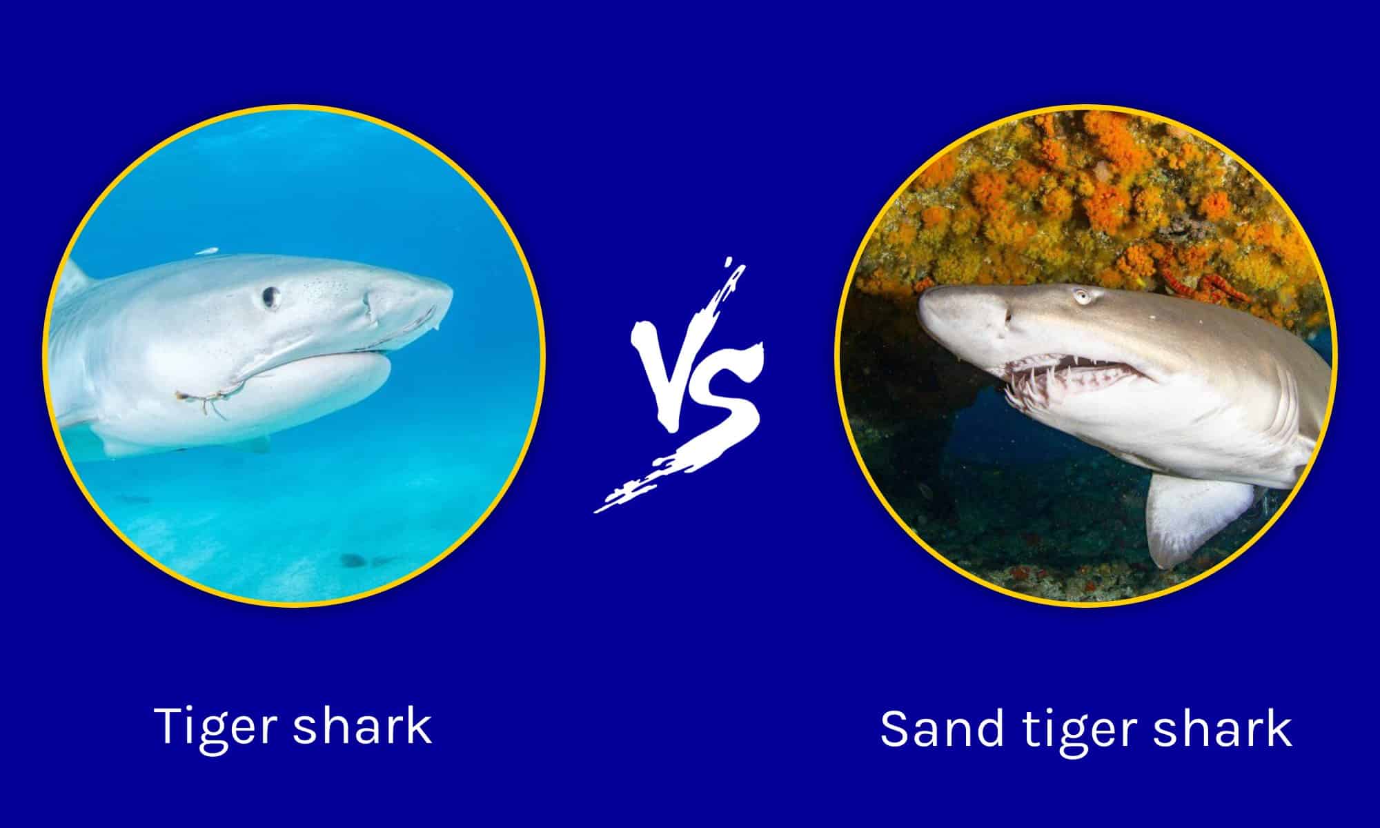 Tiger Shark vs Sand Tiger Shark: quali sono le differenze?
