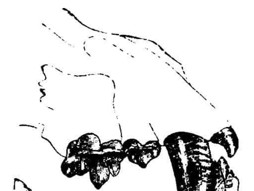 Tigre dai denti a sciabola
