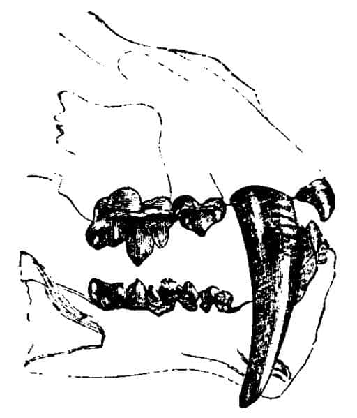 Tigre dai denti a sciabola