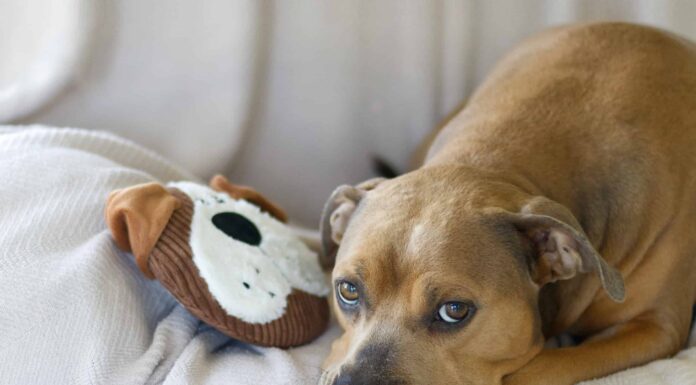 Trazodone e il tuo cane: dose sicura, rischi e cosa sapere
