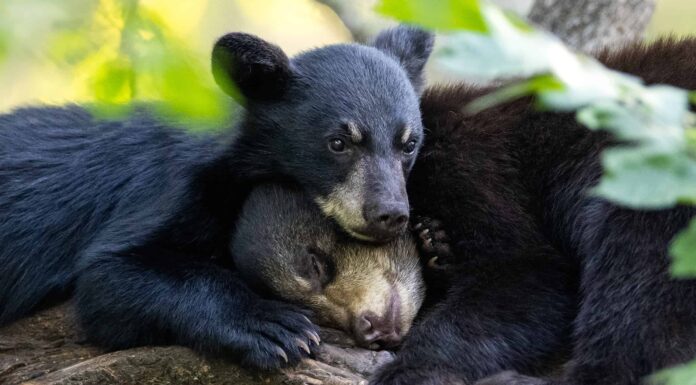 Tre affascinanti cuccioli di orso su un'altalena dimostrano che i bambini sono bambini
