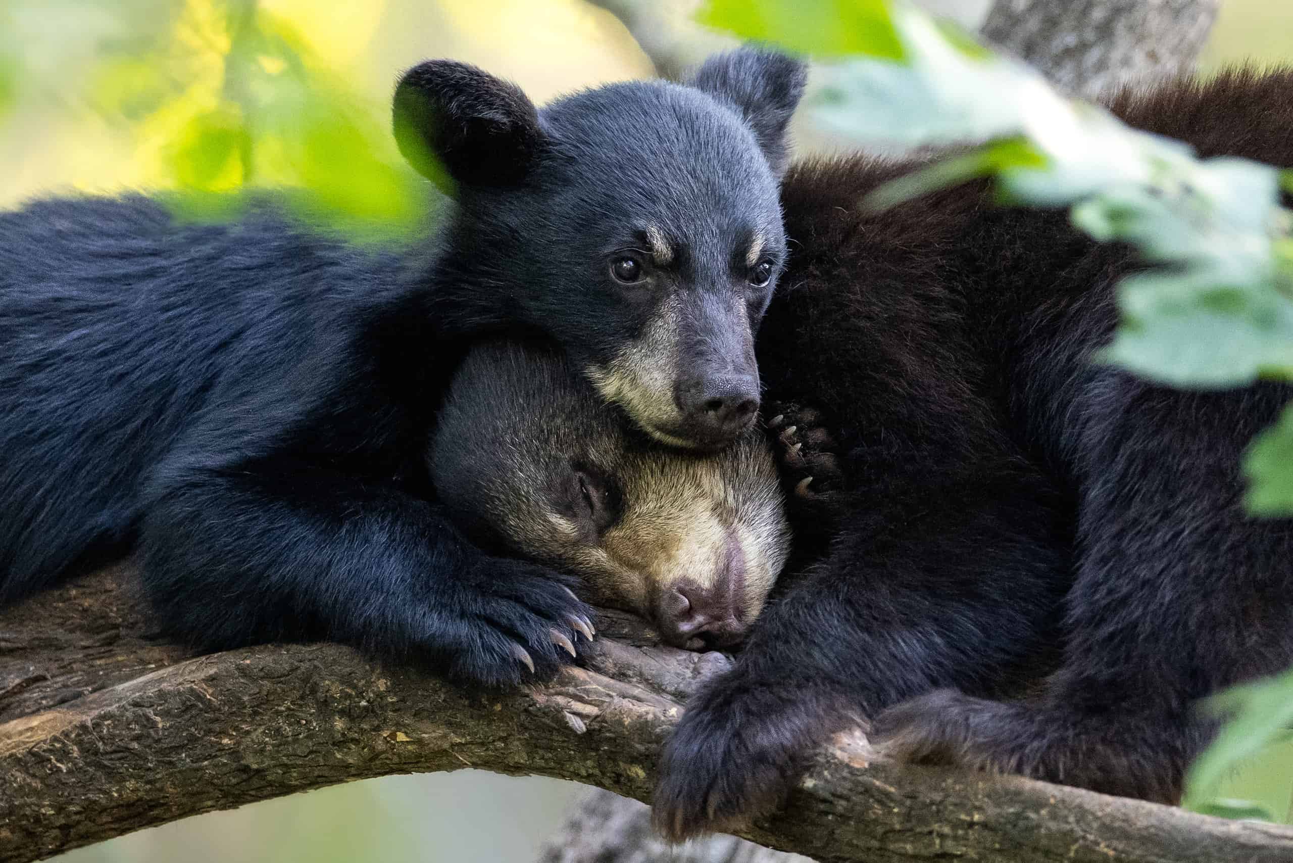 Tre affascinanti cuccioli di orso su un'altalena dimostrano che i bambini sono bambini