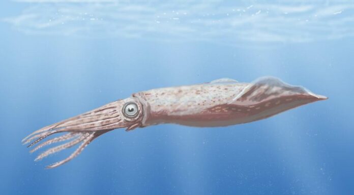 Tusoteuthis
