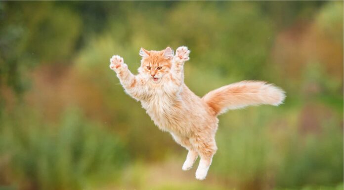 Tutti i comportamenti folli del tuo gatto, spiegati
