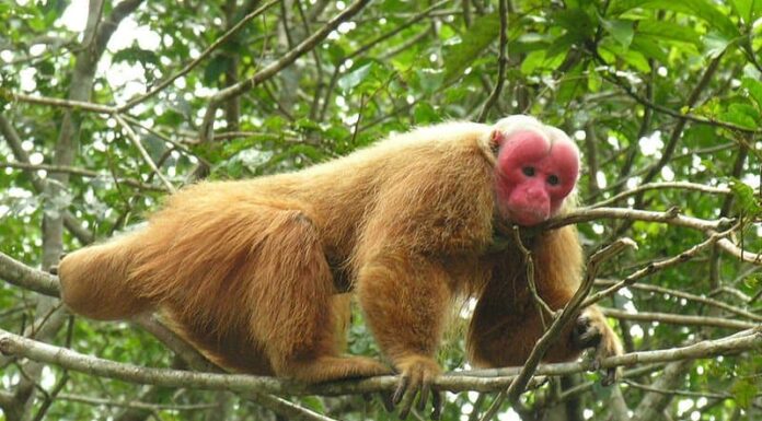 Uakari
