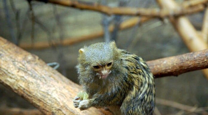 Uistitì pigmeo (scimmia dalle dita)
