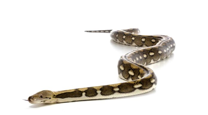 Un branco di uccelli decide di allearsi contro un serpente gigante
